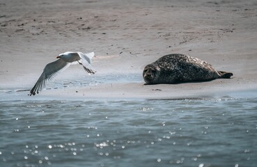 Group of wild seals basking in the sun on the sandy beaches of the Northern French coast