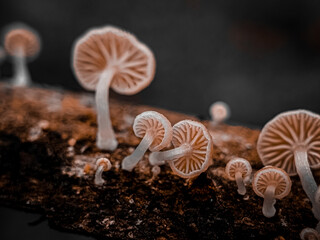 wild mushrooms in the forest