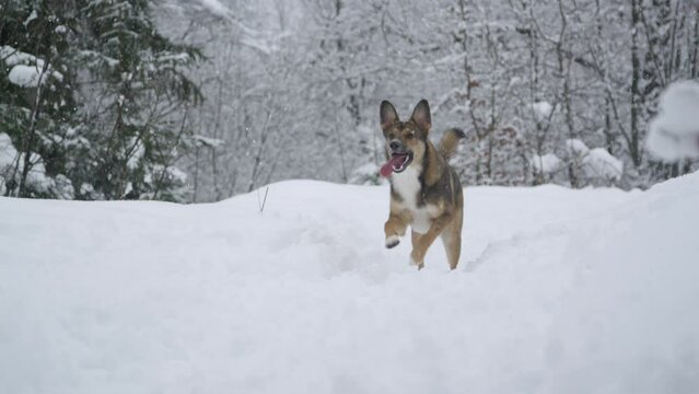 Playful young dog runs back to catch a flying snowball in heavy winter snowfall. A cute and excited doggo is running back and forth on the fresh snow while playing during winter walk in snowy nature.