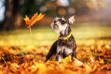 Miniature schnauzer dog in the park. Orange golden autumn fall concept.