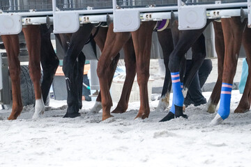 horse legs at starting gate of horse race