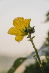 yellow flower on a tree