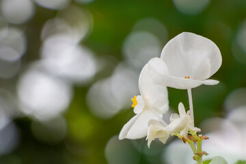 A wax begonia flower perched on green background. White flowers. Begonia cucullata.