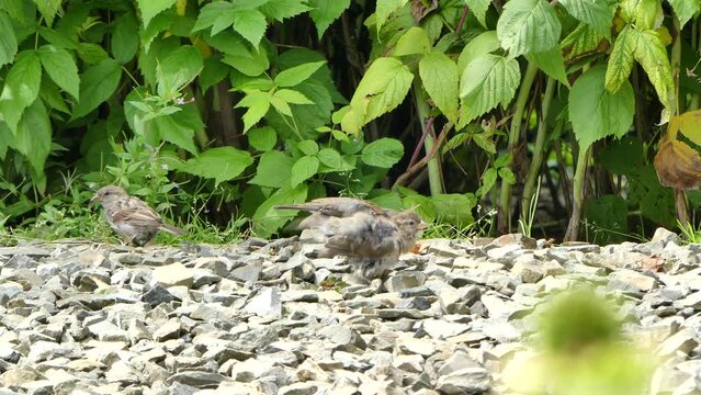 Birds Old World sparrows birds they are looking for food among pebbles under raspberry bushes and they eat tiny seeds of grass, on summer day - real time. Topics: ornithology, natural environment