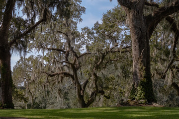 panorama of old oak trees with hanging Spanish moss in large yard or home estate