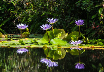 Long purple lotus water lily flowers above green pads in lagoon or pond