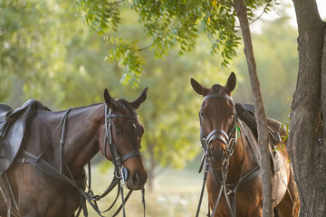 two polo horses