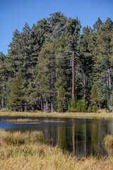 Obraz premium A Beautiful Mountain Lake in a Conifer Forest