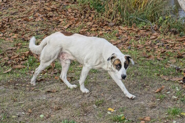 one big white thin stray dog with a spotted head and blue eyes stands on the gray sand near the...
