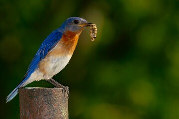 Small colorful bird perched atop a wooden post with a worm in its beak