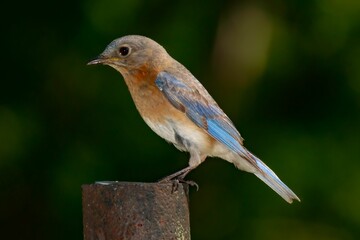 Colorful small bird perched on top of a wooden post in a natural outdoor setting