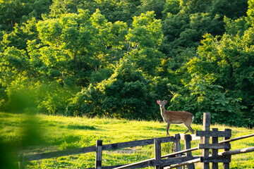 wild deer appeared in the farm