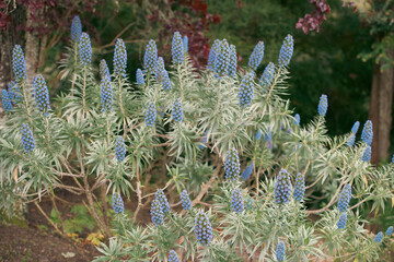 Blue flowers in a garden 
