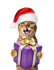 A joyful cat in a Santa hat smiles and holds a gift in his paws.