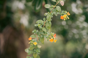 flowers in the garden