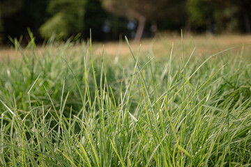 Natural public park with large green grassy space. Grass in the foreground, blurred background.