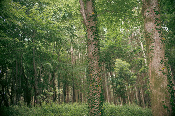 Woods trees