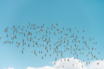 Flock of sandpipers flying 