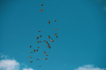 Flock of sandpipers flying 
