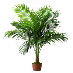 green tropical palm on transparent background