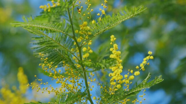 Acacia Dealbata Tree With Yellow Blossom In Sunny Day. Blossoming Of Mimosa Tree Or Acacia Dealbata. Close up.