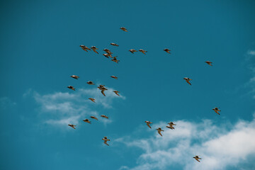 Flock of sandpipers flying 