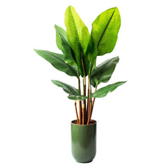 tropical flower in pot on transparent background