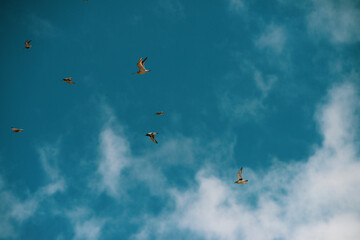 Flock of sandpipers flying 
