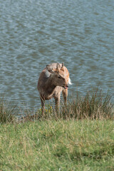 A beautiful moment of a wild deer drinking water from a lake