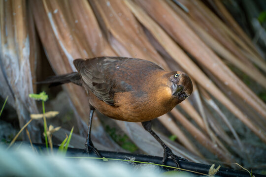 Wild Female Great-Tailed Grackle bird (Quiscalus mexicanus) with  brownish feathers and staring curiously at the viewer. Cancun, Mexico 
