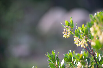Arbutus unedo (strawberry tree) closeup image background Stock photo.