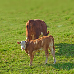 Hereford cows standing in a farm pasture. Two Hereford cows standing in a vibrant green pasture on...