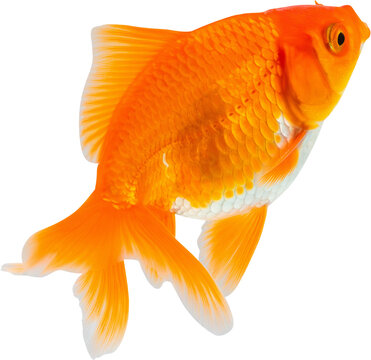 Oranda goldfish isolated on white background close up