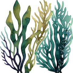 海藻の水彩イラスト © momomi12