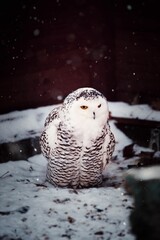 Vertical shot of a white snow owl perched under snowfall