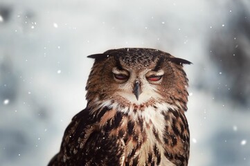 Closeup shot of a brown eagle-owl with red eyes under snowfall
