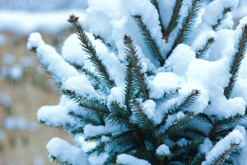 A Christmas trees in winter on nature in the park background