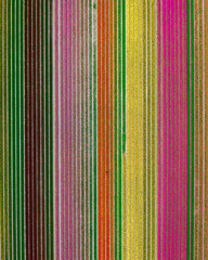 Tulips fields in The Netherlands - Aerial view of blooming tulips in spring v2