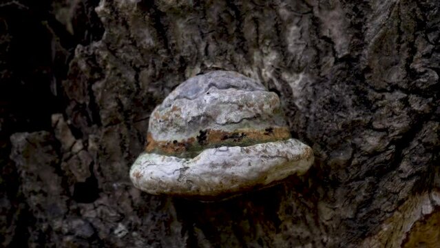 Close-up. Large, grey, hoof-shaped fungus on a tree. Polypores fungi. Tree-destroying parasitic fungus Fomes fomentarius.