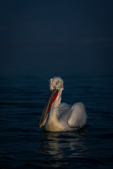 Dalmatian pelican paddles across lake casting reflection
