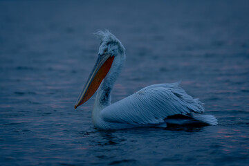 Dalmatian pelican paddles over lake in profile