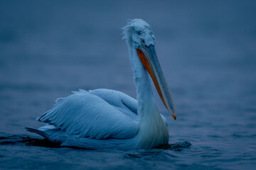 Dalmatian pelican paddling across water in profile