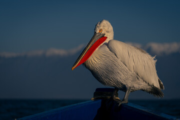 Dalmatian pelican perches in bow of boat