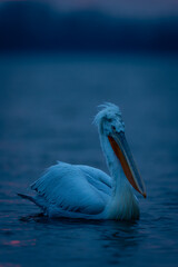 Dalmatian pelican paddling through water at sunrise