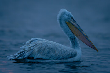 Dalmatian pelican paddling through water in profile