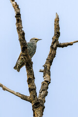 Common Starling perched at the top of a tree tree