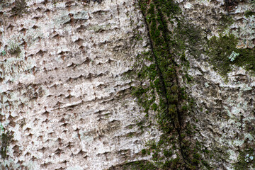 Natural textured tree bark in the forest