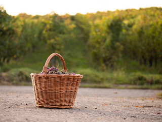 A basket with grapes stands on the background of a vineyard