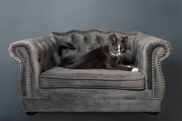 Cat on a gray armchair against a gray wall in a cozy home environment