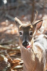 Majestic white-tailed deer with a glossy brown coat and antlers stands in a wooded area